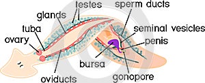 Reproductive system of planaria flatworm